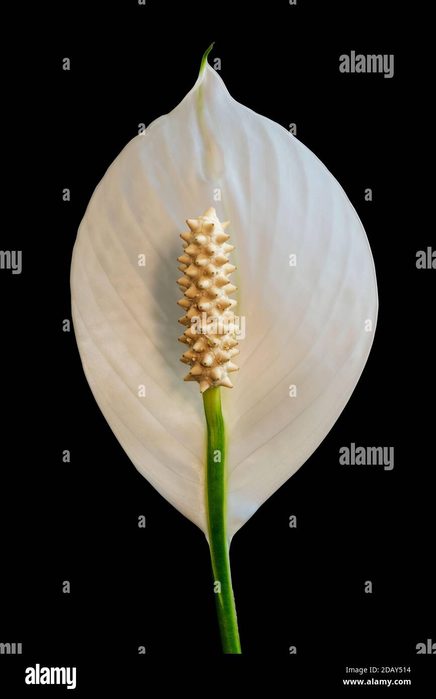 Spathiphyllum: a white fragrant flower, also called a Peace lily and Women`s happiness. Isolated on a black background.. Clipping path. Stock Photo